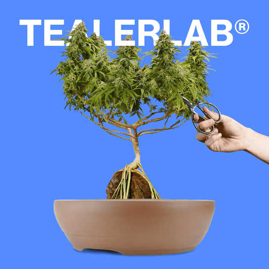 les bienfaits du cbd tealerlab