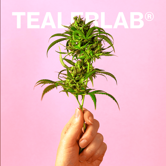 Comment consommer la fleur de CBD