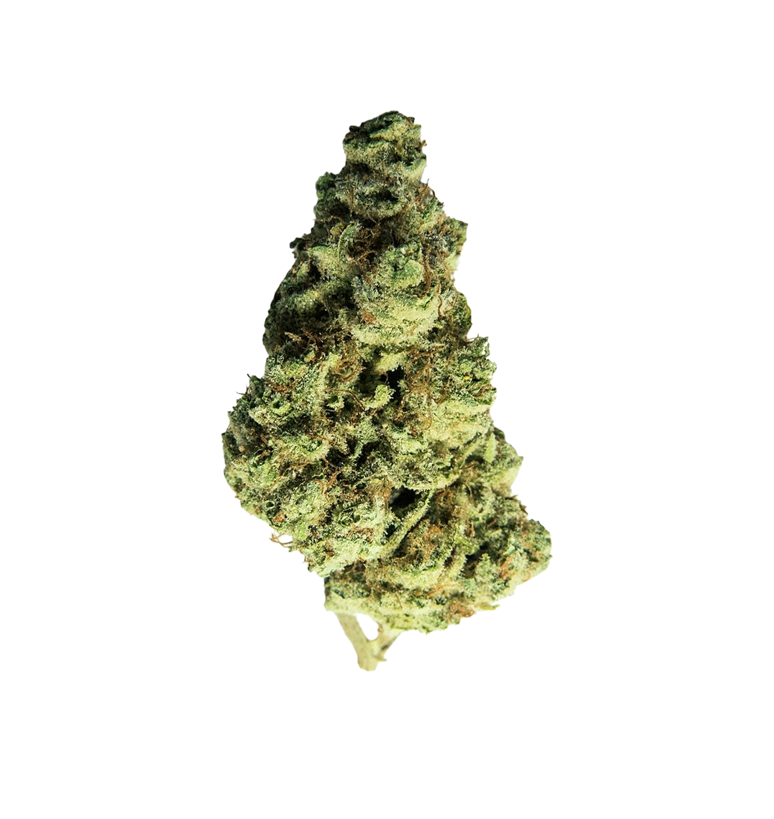 Last of Kush - CBD+ Bluten