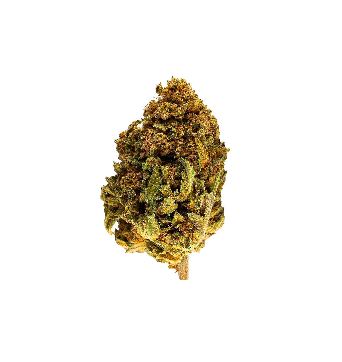 Cookie Kush THC+