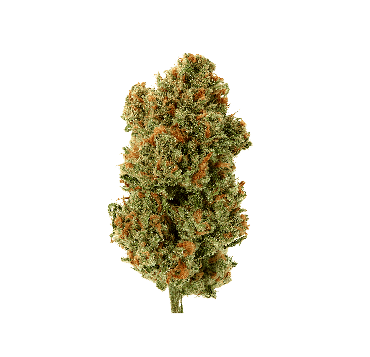 AK-47 - Fleur CBD | Tealerlab