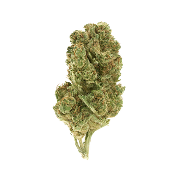 Summer Haze - Blüten CBD🇫🇷