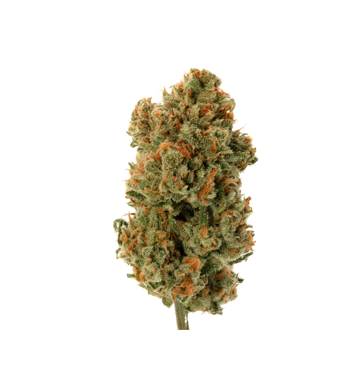 Dark Knight OG - Bluten 10 OH HHC